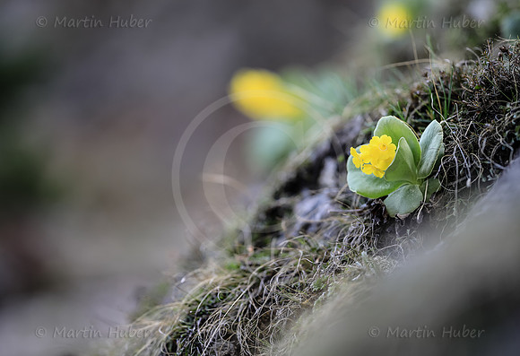 Petergstamm, Primula balbisii