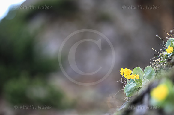 Petergstamm, Primula balbisii