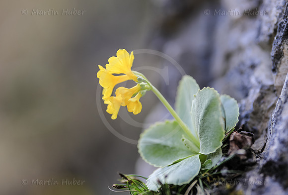 Petergstamm, Primula balbisii