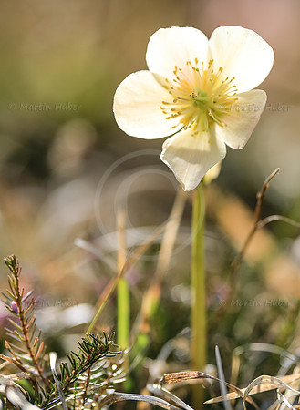 Schneerose, Helleborus niger