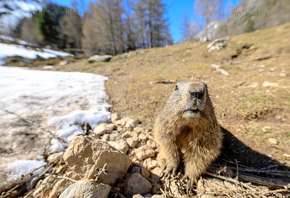 Murmeltier, Marmota