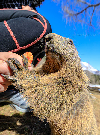 Murmeltier, Marmota
