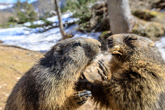 Murmeltier, Marmota