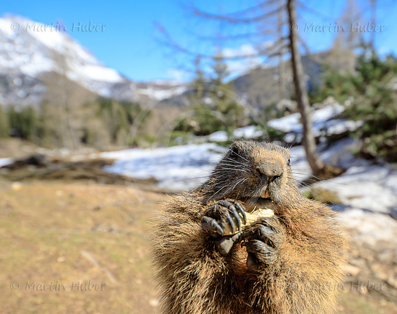 Murmeltier, Marmota