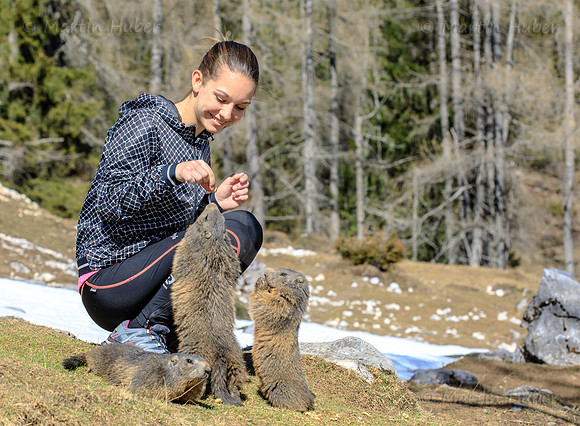 Murmeltier, Marmota