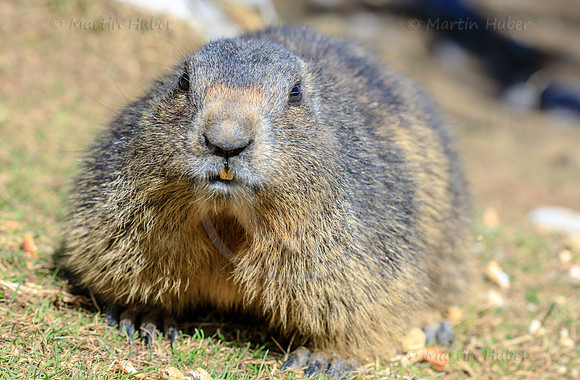 Murmeltier, Marmota