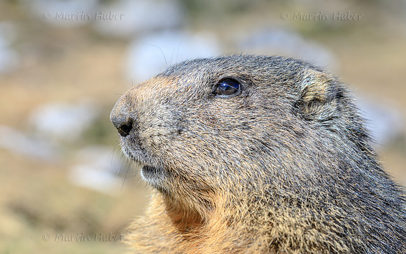 Murmeltier, Marmota