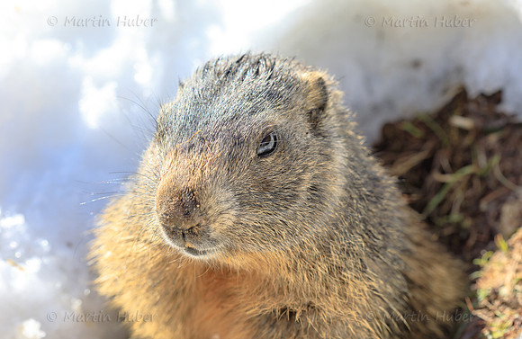 Murmeltier, Marmota