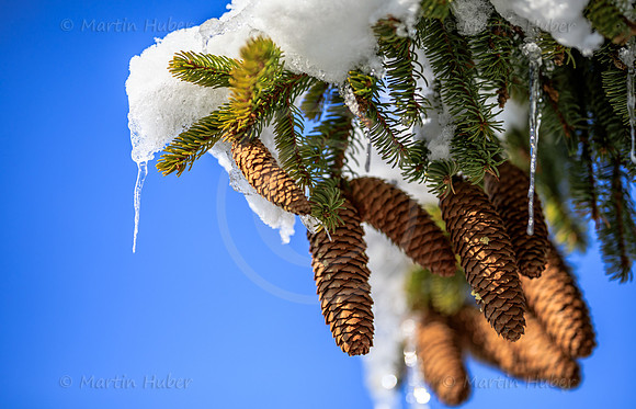 Zapfen, Schnee und Eiszapfen