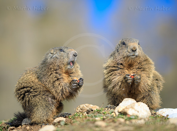 Murmeltier, Marmota