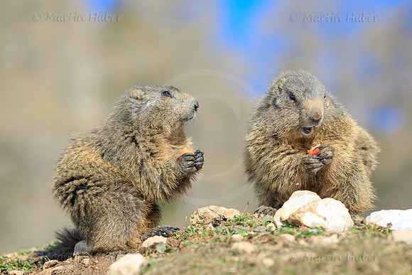 Murmeltier, Marmota