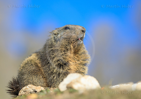 Murmeltier, Marmota