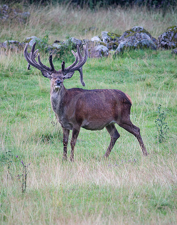 Kapitaler Hirsch