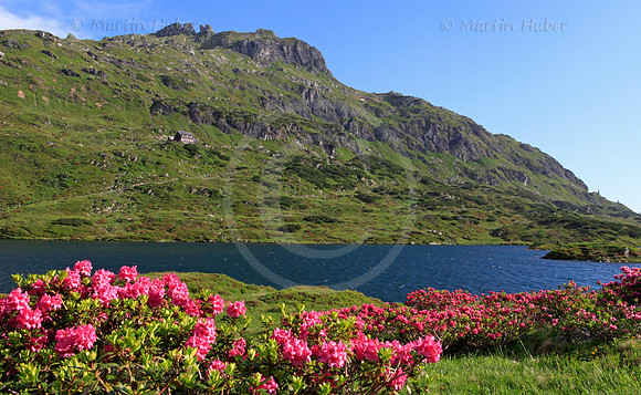 Almrausch-/Steinrosenblüte rund um die Giglachseen 2012