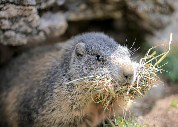 Murmeltier, Marmota