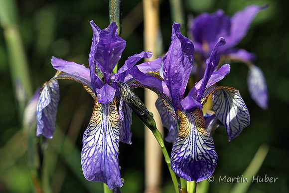 Sibirische Schwertlilie (Iris sibirica)