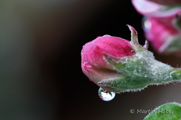 Apfelblüte mit Tropfen