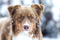 Australian Shepherd im Schnee
