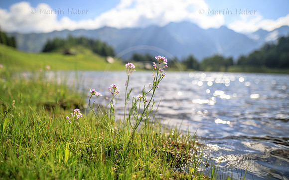 Duisitzkarsee, Blüten am Ufer