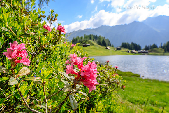 Blühender Almrausch am Duisitzkarsee