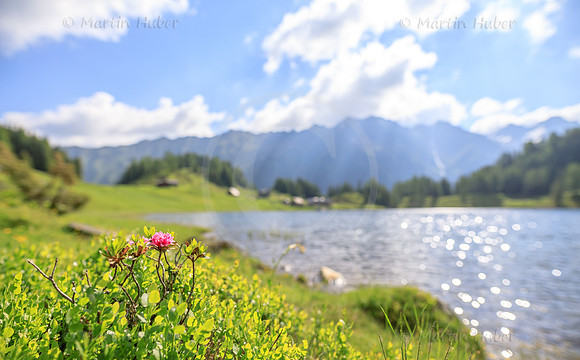 Blühender Almrausch am Duisitzkarsee