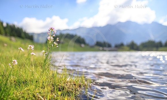 Duisitzkarsee, Blüten am Ufer