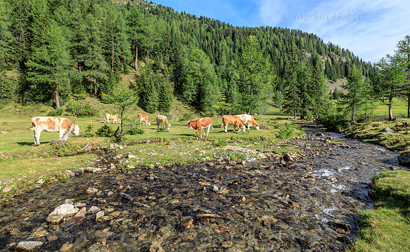 Junge Rinder am Duisitzkarsee