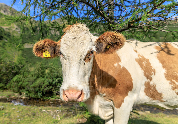 Junges Rind am Duisitzkarsee