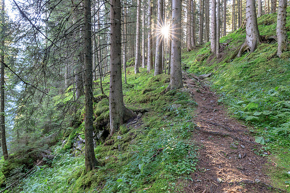 Wanderweg im Wald mit Sonnenstrahlen