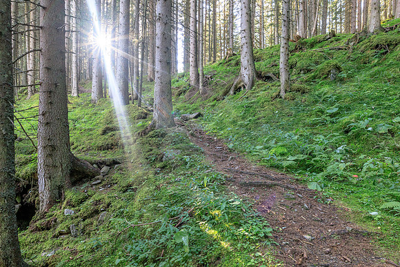 Wanderweg im Wald mit Sonnenstrahlen