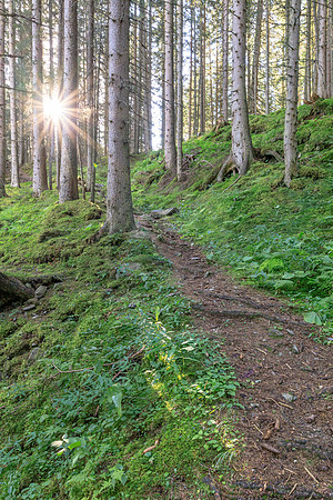 Wanderweg im Wald mit Sonnenstrahlen