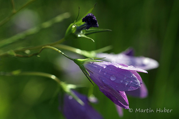 Glockenblume