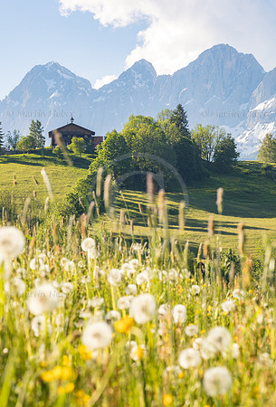 Wiese und Dachstein