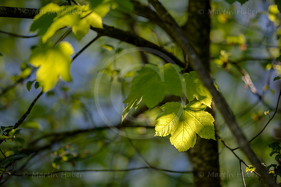 Berg-Ahorn-Blatt