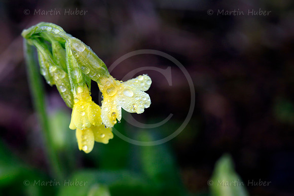 Schlüsselblume