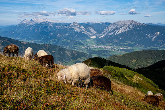 Schafe auf dem Gumpeneck