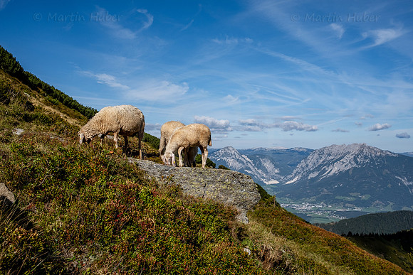 Schafe auf dem Gumpeneck