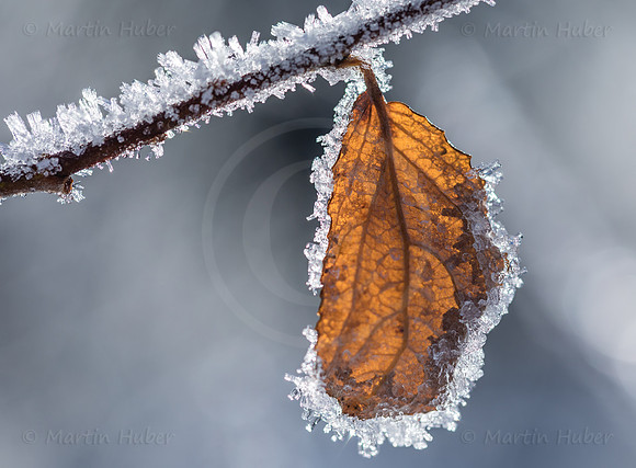 Winterzauber, Blatt im Raureif