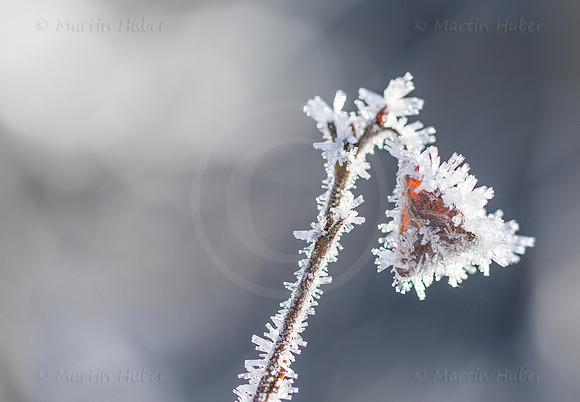 Winterzauber, Blatt im Raureif