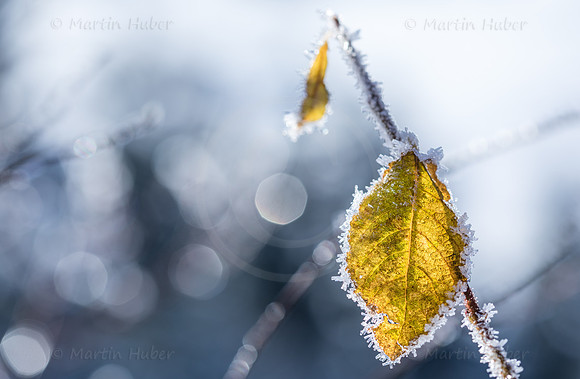 Winterzauber, Blätter im Raureif