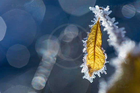 Winterzauber, Blatt im Raureif
