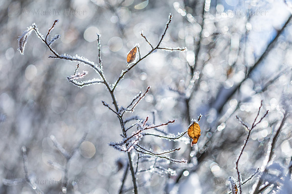 Winterzauber, Blätter im Raureif