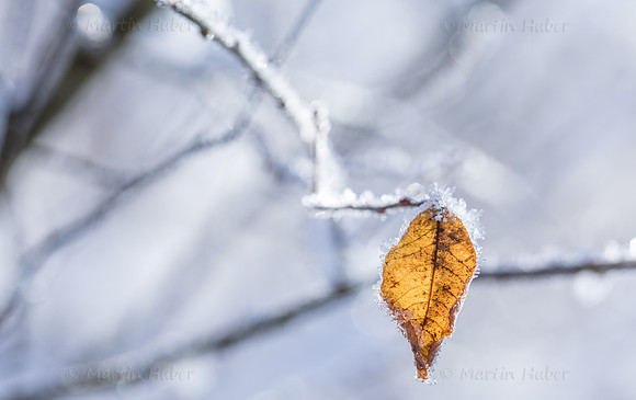 Winterzauber, Blatt im Raureif