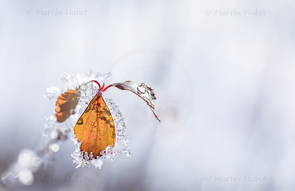 Winterzauber, Blätter im Raureif