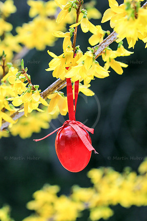 Rotes Osterei auf Forsythie