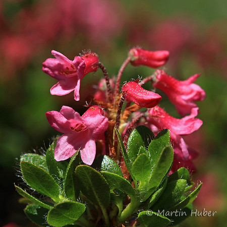 Almrausch (Bewimptere Alpenrose)