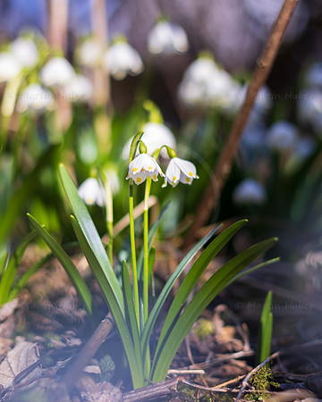 Frühlingsknotenblumen