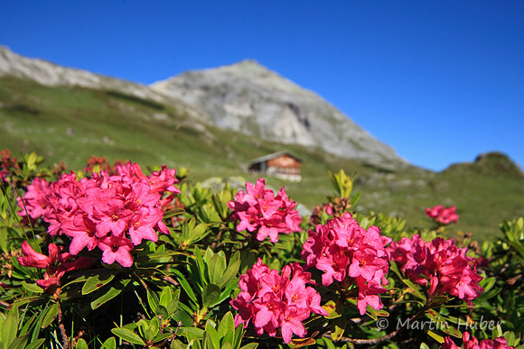 Steinrosen (Rostblättrige Alpenrosen) am Giglachsee