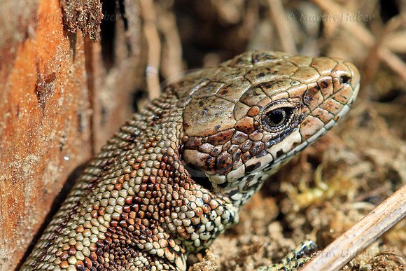 Mauereidechse (Podarcis muralis)