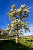 THEMENBILD, Frühling in den Bergen